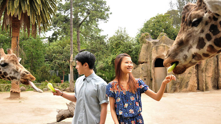 Pose for a portrait with a giraffe