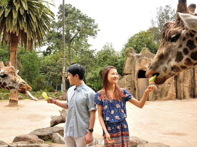 Pose for a portrait with a giraffe