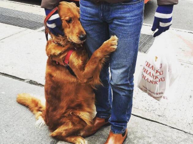 This adorable dog stands on a corner in NYC and offers strangers hugs