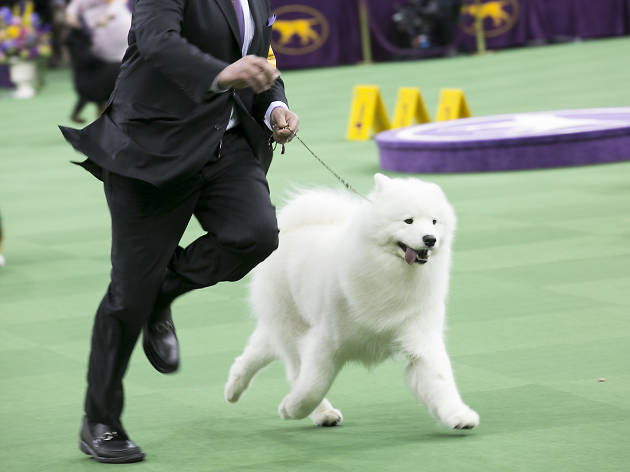 Everything you need to know about the Westminster Dog Show Everything you need to know about the Westminster Dog Show