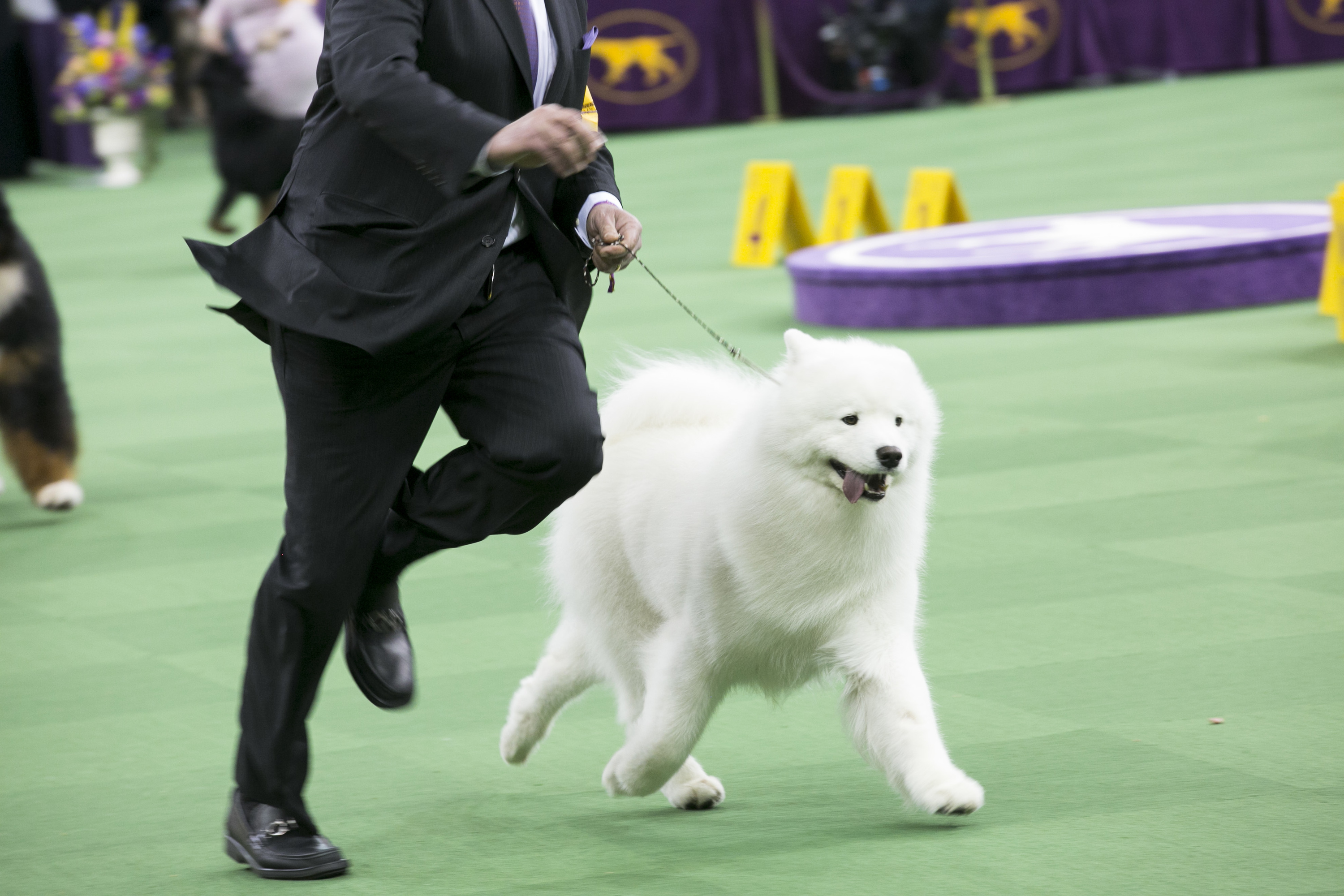 How Much Does It Cost To Go To Westminster Dog Show
