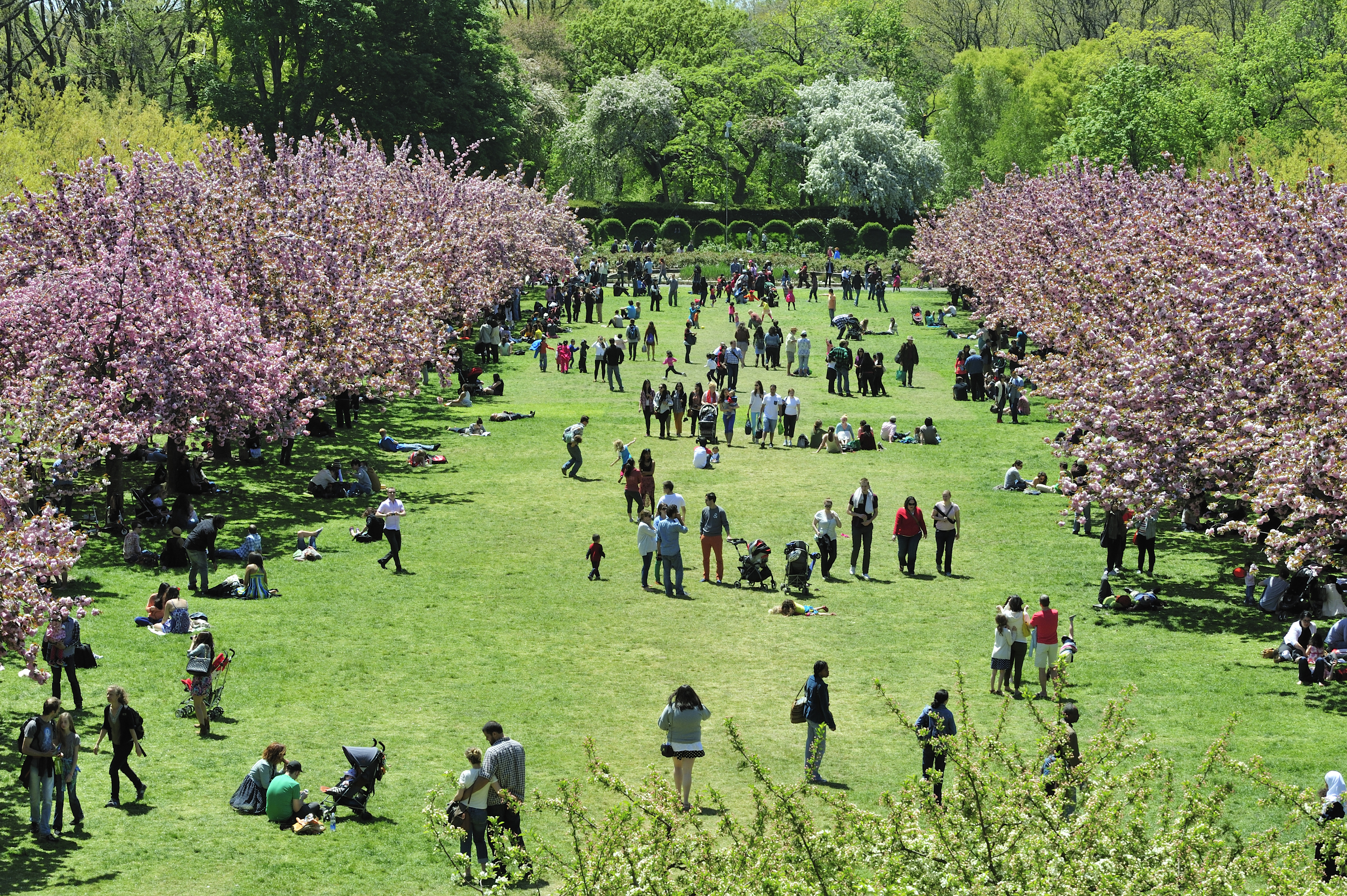 Sakura Matsuri Cherry Blossom Festival NYC Guide 2021