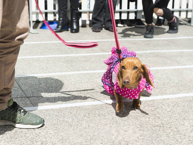 Carrera de perros salchicha Tercer encuentro de perros salchicha