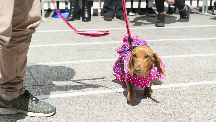 Tercer encuentro de perros salchicha