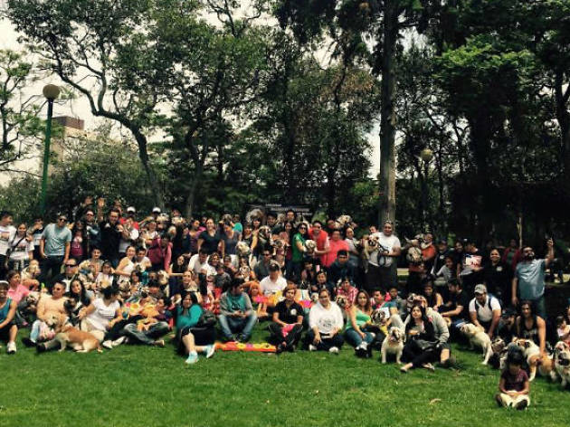 Bulldog México Bulldog México