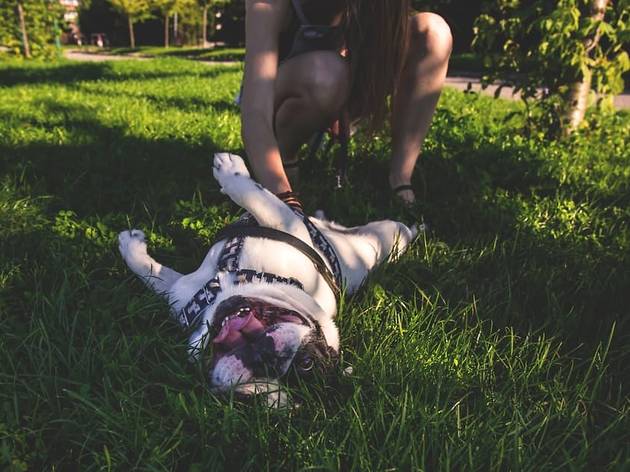 dogs dogs