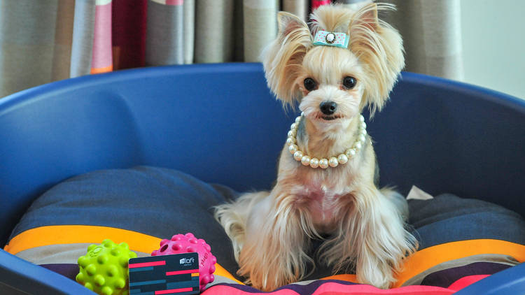 ARF (Animals Are Fun) Program @ Aloft Hotel Seoul Gangnam