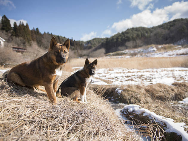 山村地帯にある飯舘村で生きる犬 山村地帯にある飯舘村で生きる犬