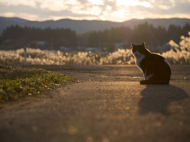 人が消えた村に佇む猫 人が消えた村に佇む猫