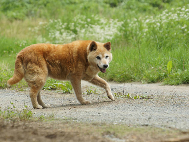 日比が撮影した老犬チビ 日比が撮影した老犬チビ