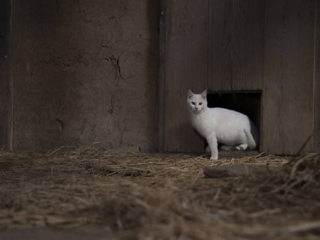 日比がTNRした母子猫の内の1匹。人と触れ合わずに育つ子猫は警戒心が強い 日比がTNRした母子猫の内の1匹。人と触れ合わずに育つ子猫は警戒心が強い