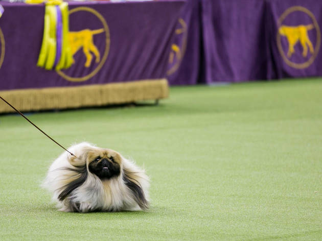 Westminster Dog Show 2020 Guide With Photos Of Cute Dogs