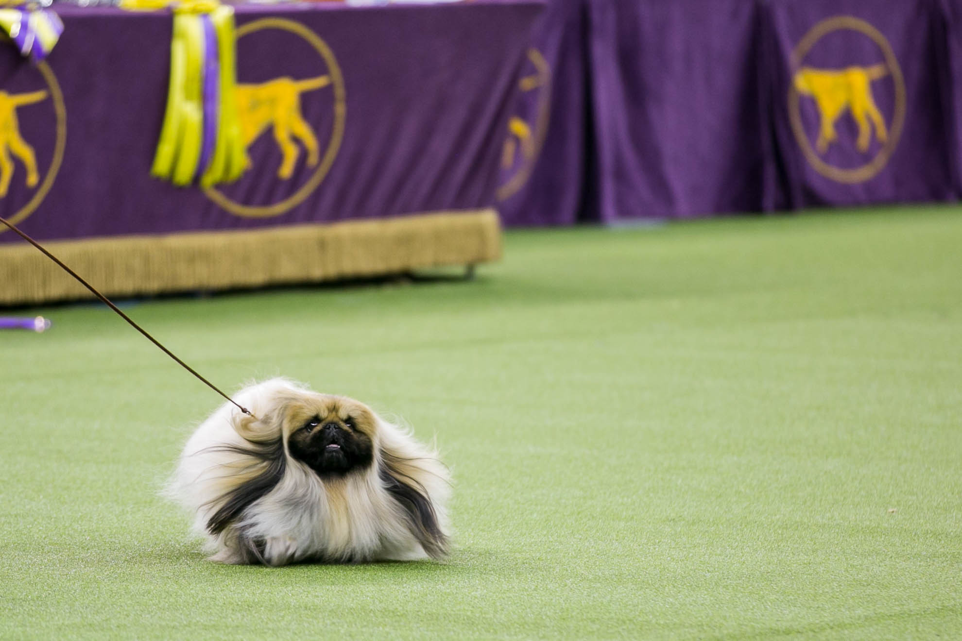 westminster dog show tickets