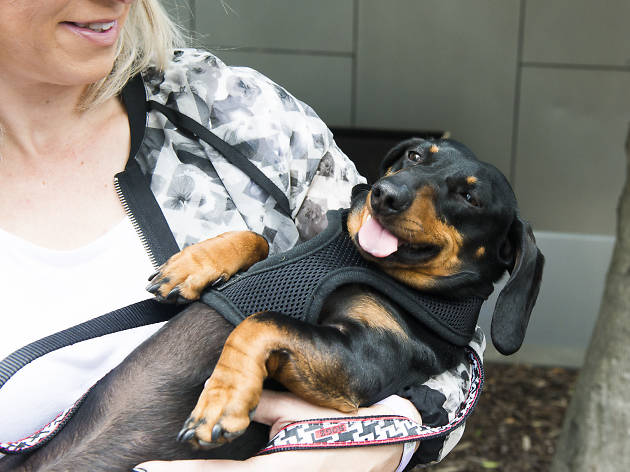 Perros Salchichas de México y Amigos Perros Salchichas de México y Amigos