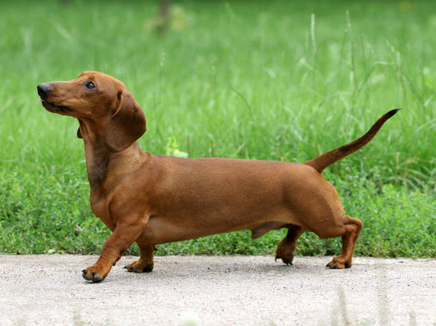 Perros salchicha Perros salchicha