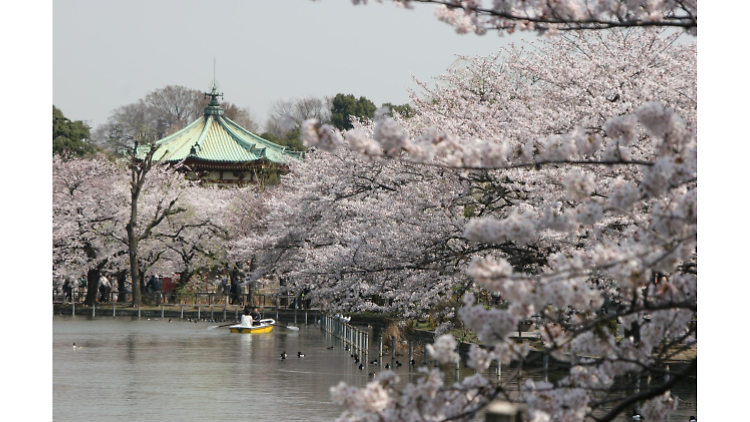 うえの桜まつり