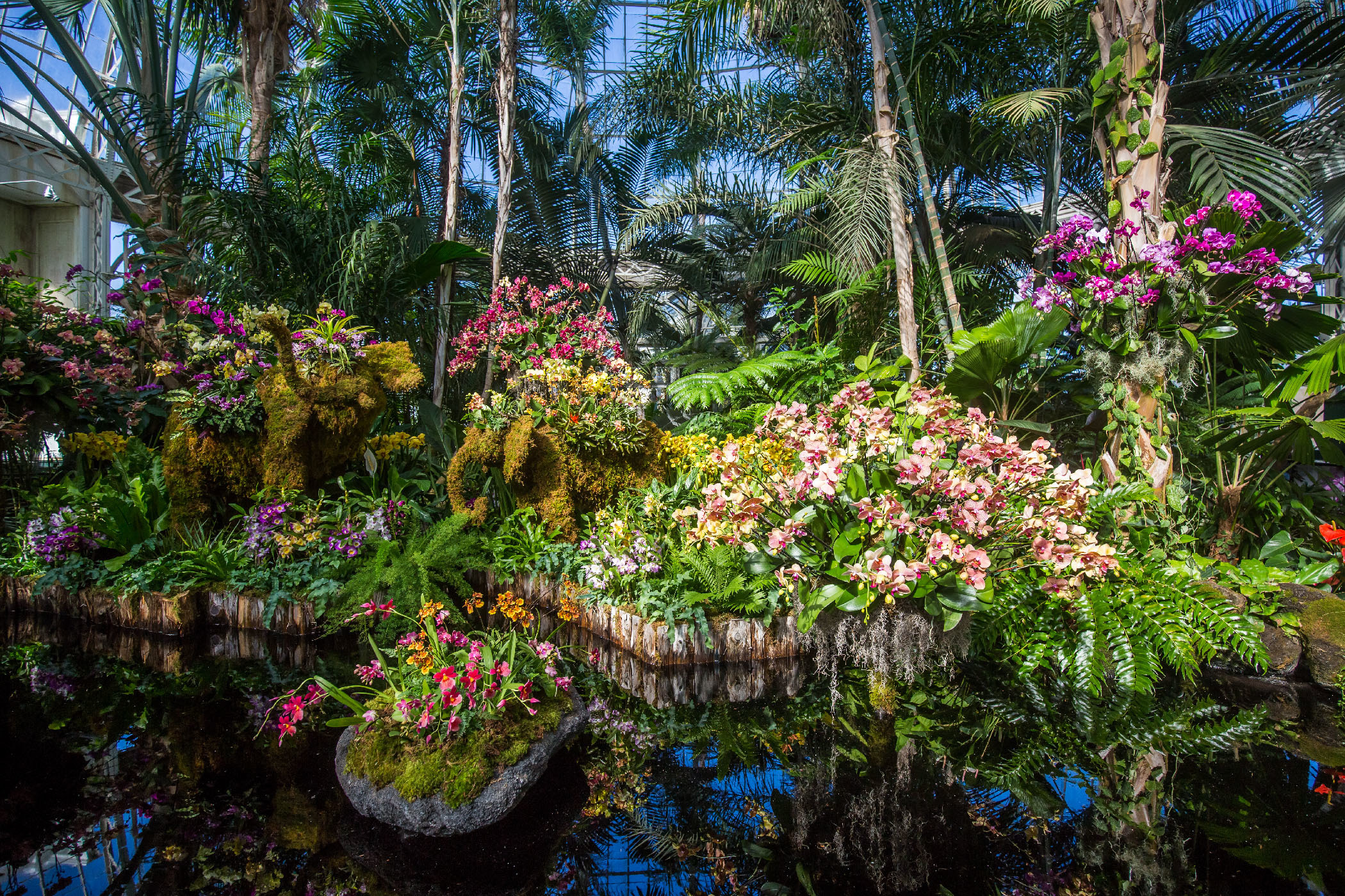 orchid show safari garden centre