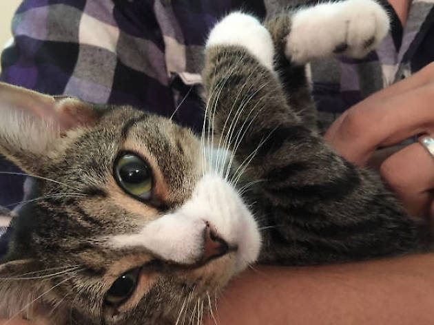 Dona un libro Dona un libro para la biblioteca felina