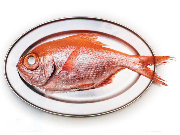 Peixe Imperador Peixe Imperador