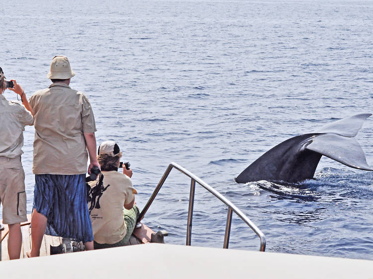 Whale watching along the Southern Coast