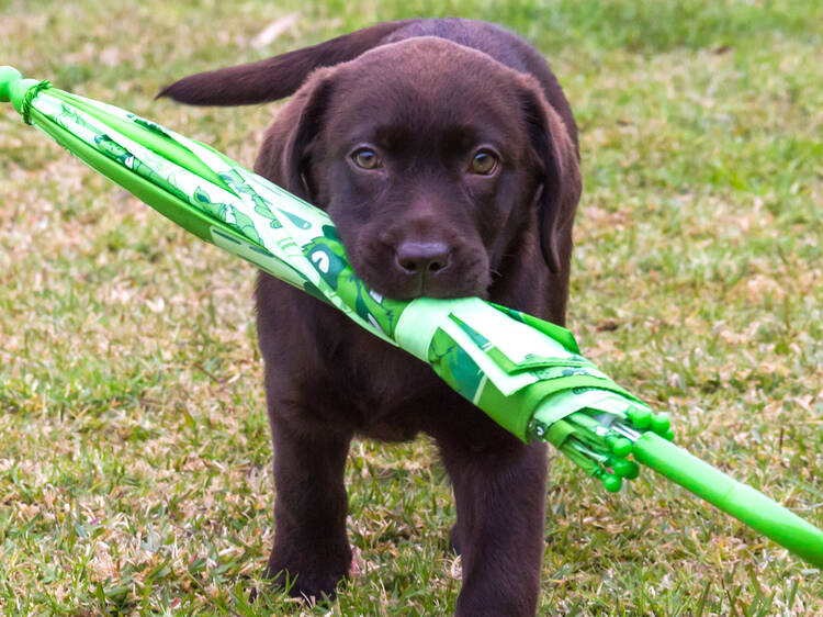 Generic dog with umbrella