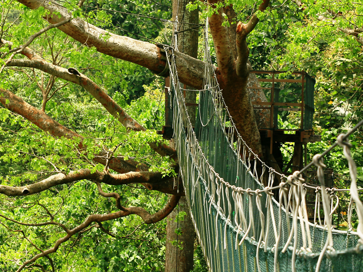 Forest Research Institute Malaysia (FRIM)