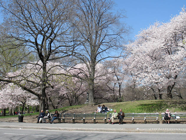 Central Park Central Park