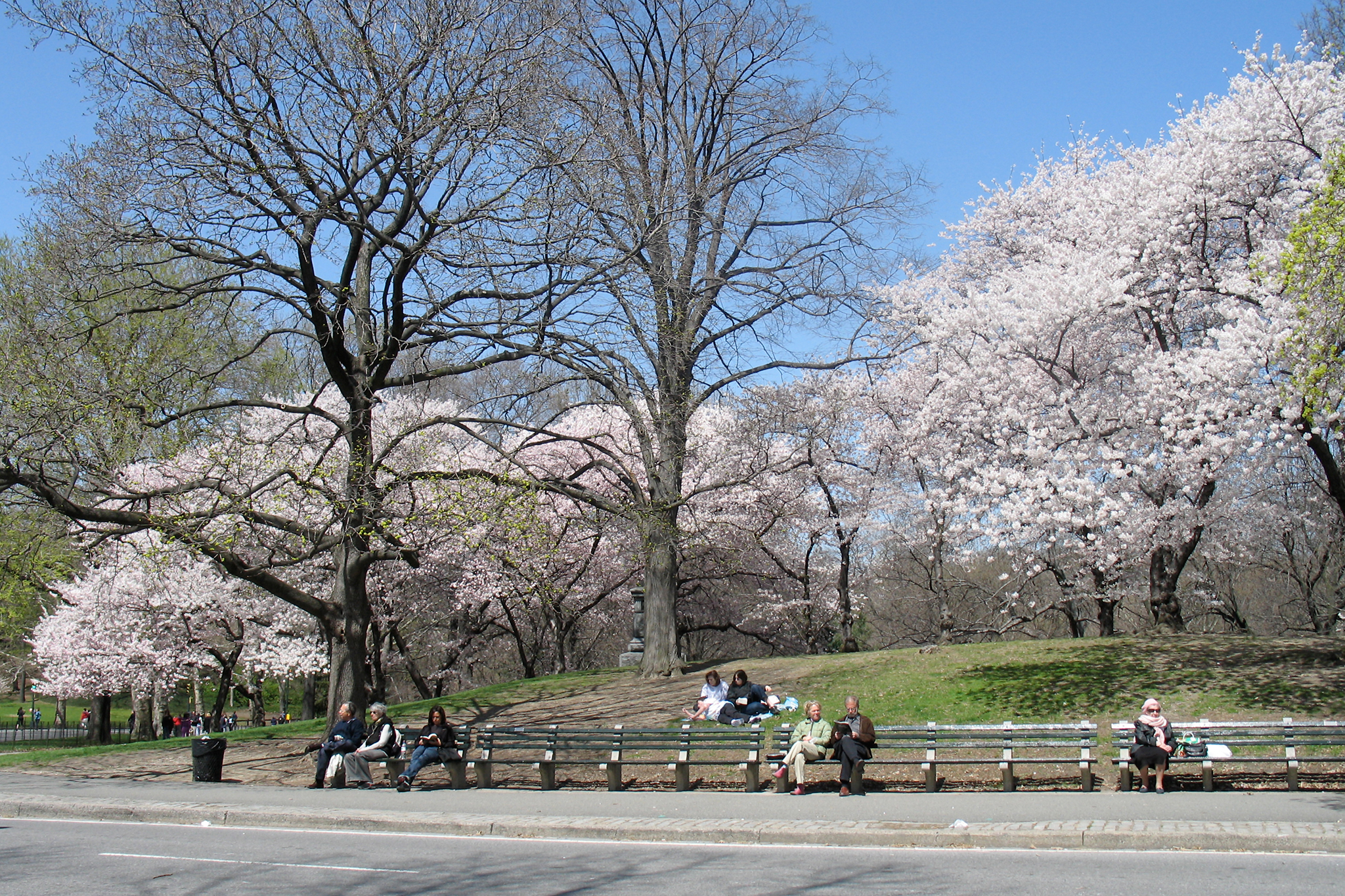 Cherry Blossom Festival Central Park