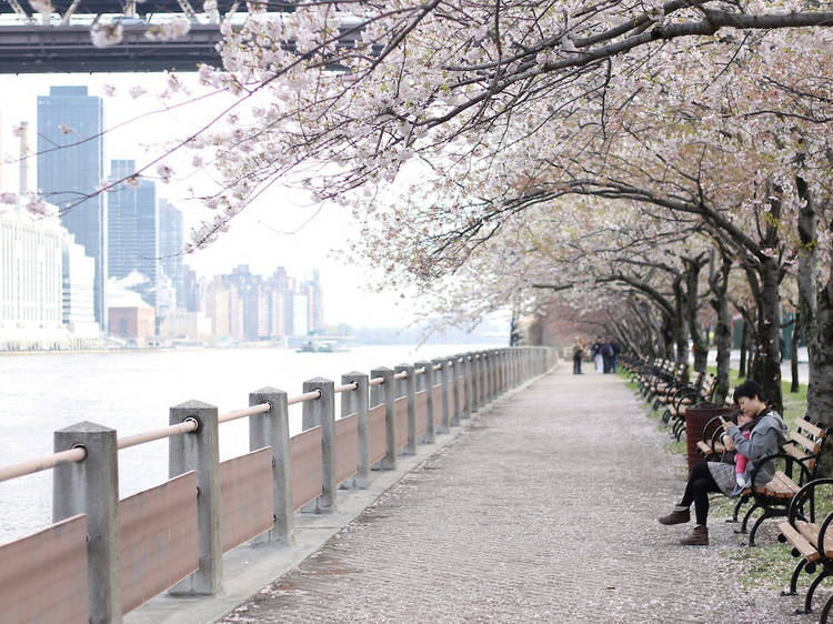 Roosevelt Island