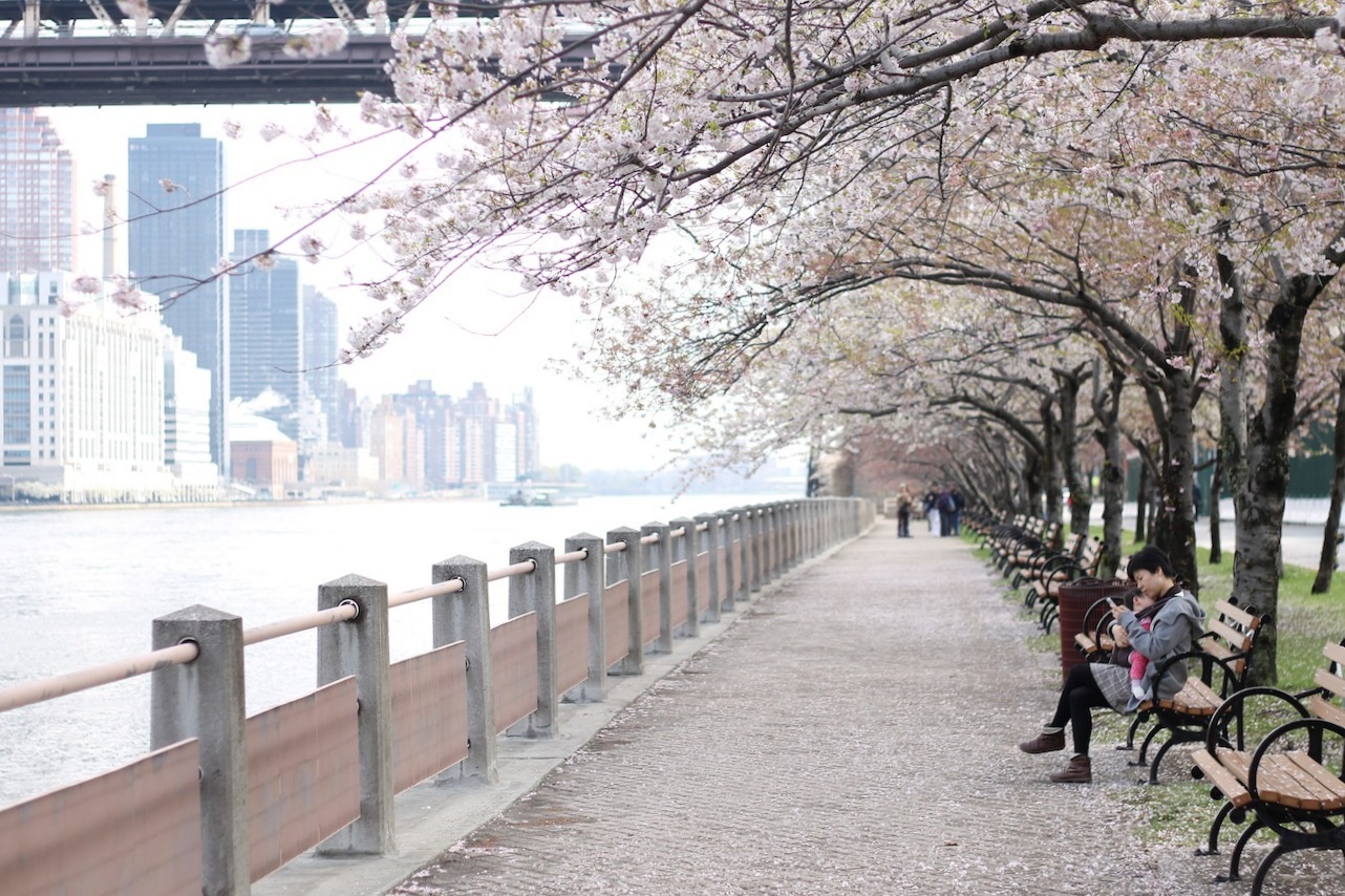 Roosevelt Island is hosting its own cherry blossom festival this weekend