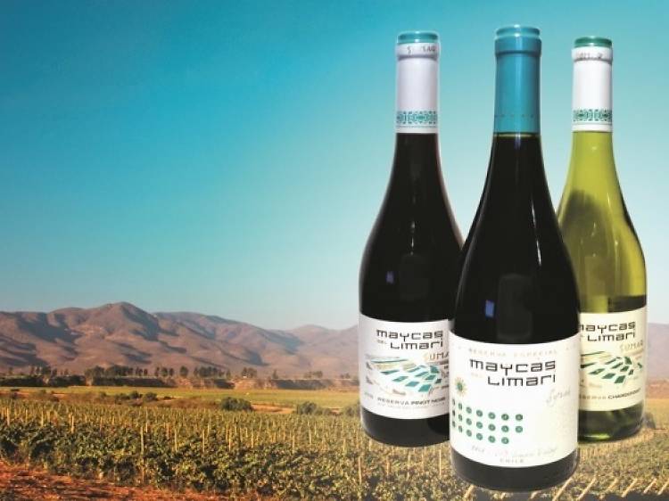 Maycas del Limari wines from Wanderwine