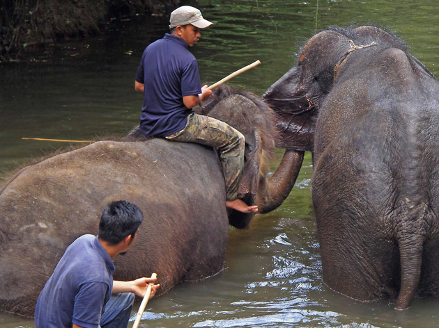 Kuala Gandah Elephant Conservation Centre