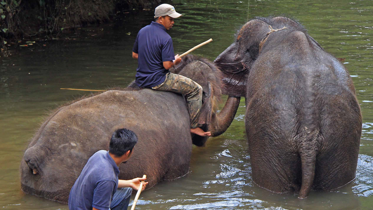 Kuala Gandah Elephant Conservation Centre, Pahang