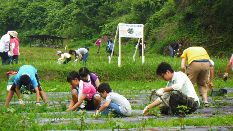 Tohoku Update: Looking for the light