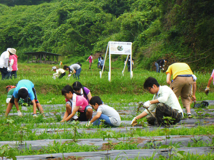 Tohoku Update: Looking for the light