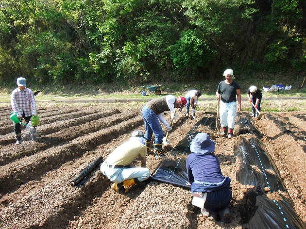 Tohoku Update: Looking for the light Tohoku Update: Looking for the light