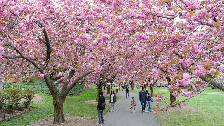 Five places to see the cherry blossoms in NYC