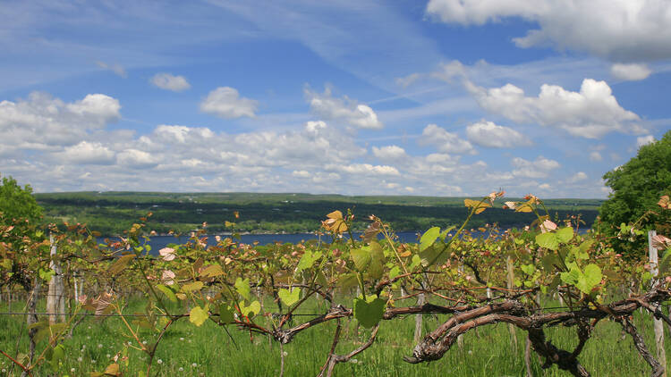 Cayuga Wine Trail