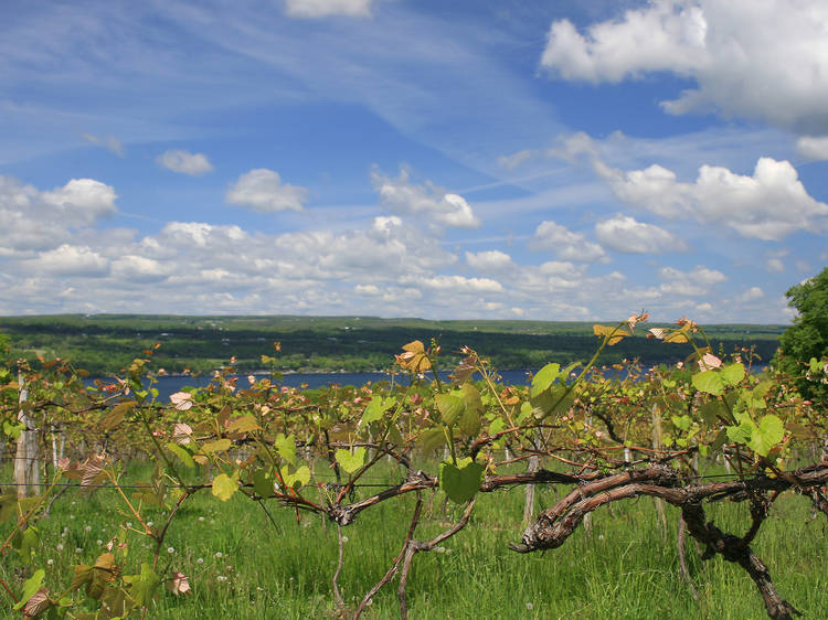 Cayuga Wine Trail