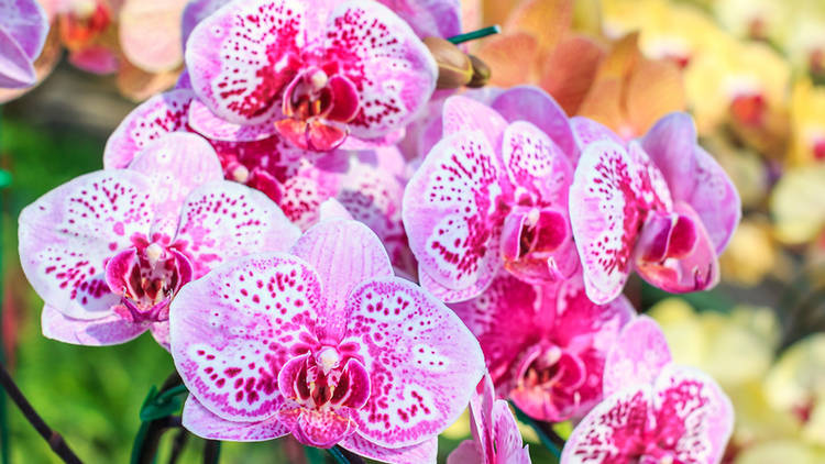 Orchids