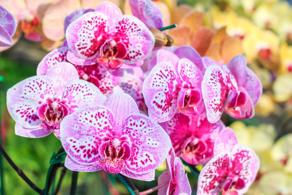Tamiami International Orchid Festival | Things to do in Miami
