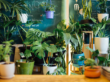 The best plant shops and nurseries in Melbourne The best plant shops and nurseries in Melbourne