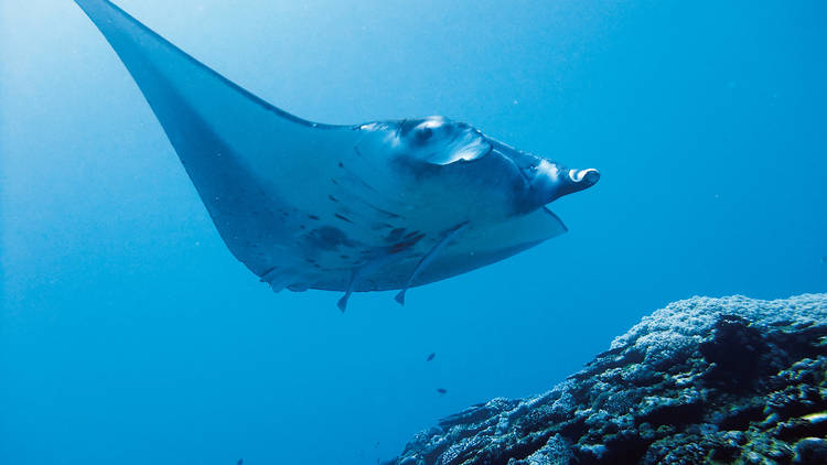 Swim with manta rays...