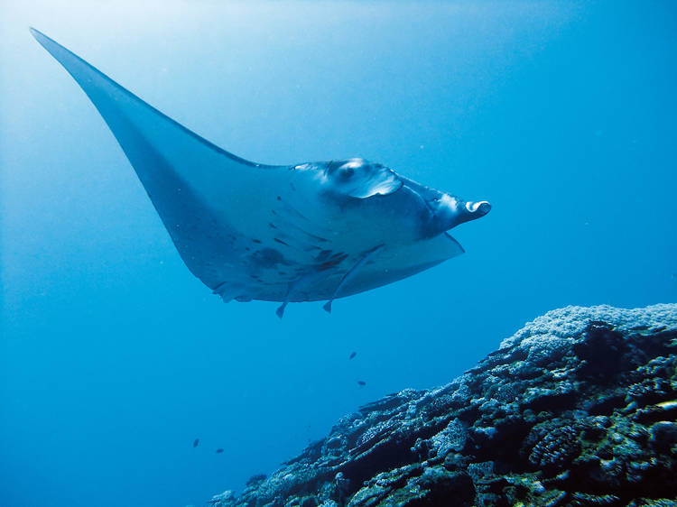 Swim with manta rays...