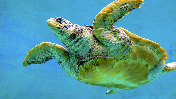 Fall in love with sea turtles...