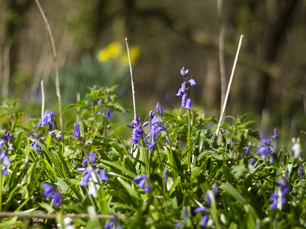 Epping Forest bluebells Epping Forest bluebells
