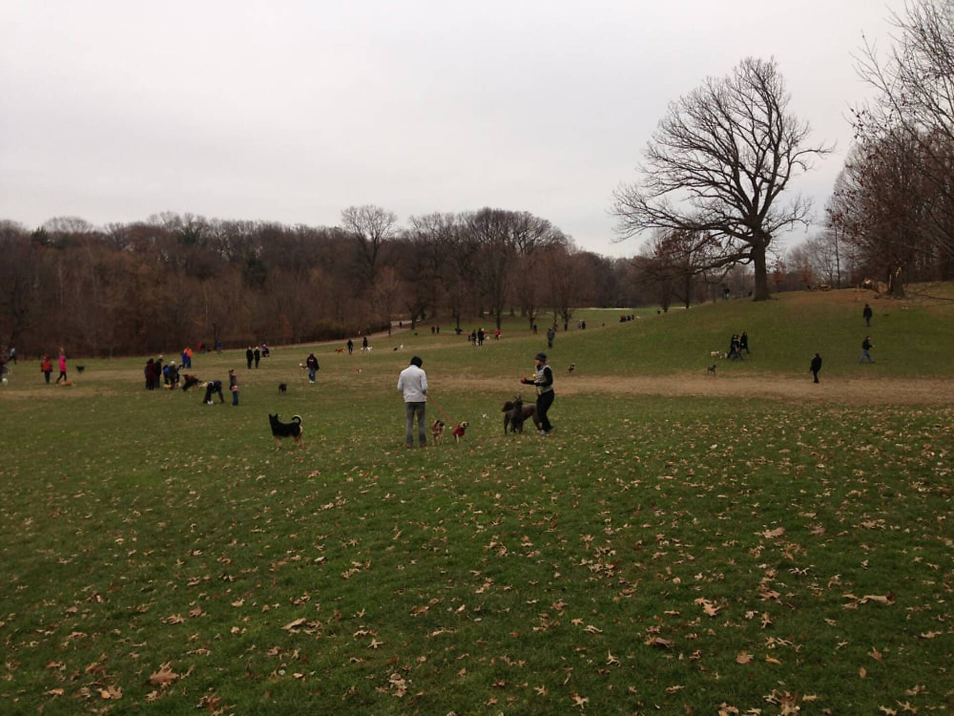 17 Best Dog Parks in New York City
