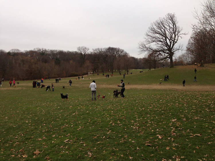 Prospect Park Dog Run