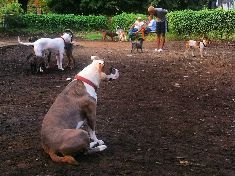 Dog Park King of the Hill