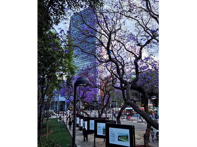 Las mejores fotografías de jacarandas en Instagram Las mejores fotografías de jacarandas en Instagram
